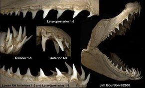Isurus oxyrinchus04.jpg